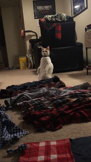 Pets